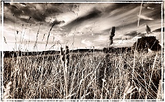 O - Fields